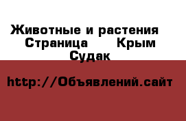  Животные и растения - Страница 10 . Крым,Судак